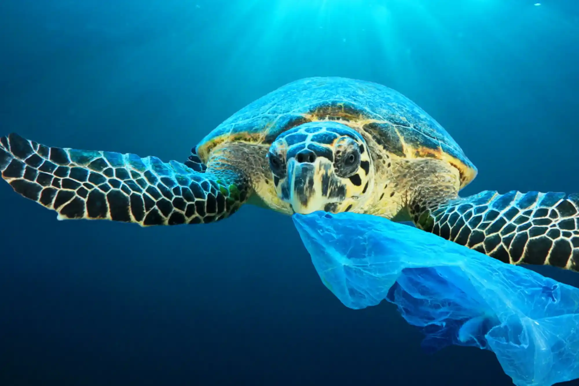 Most Effective Methods to Estimate Fish in the Ocean