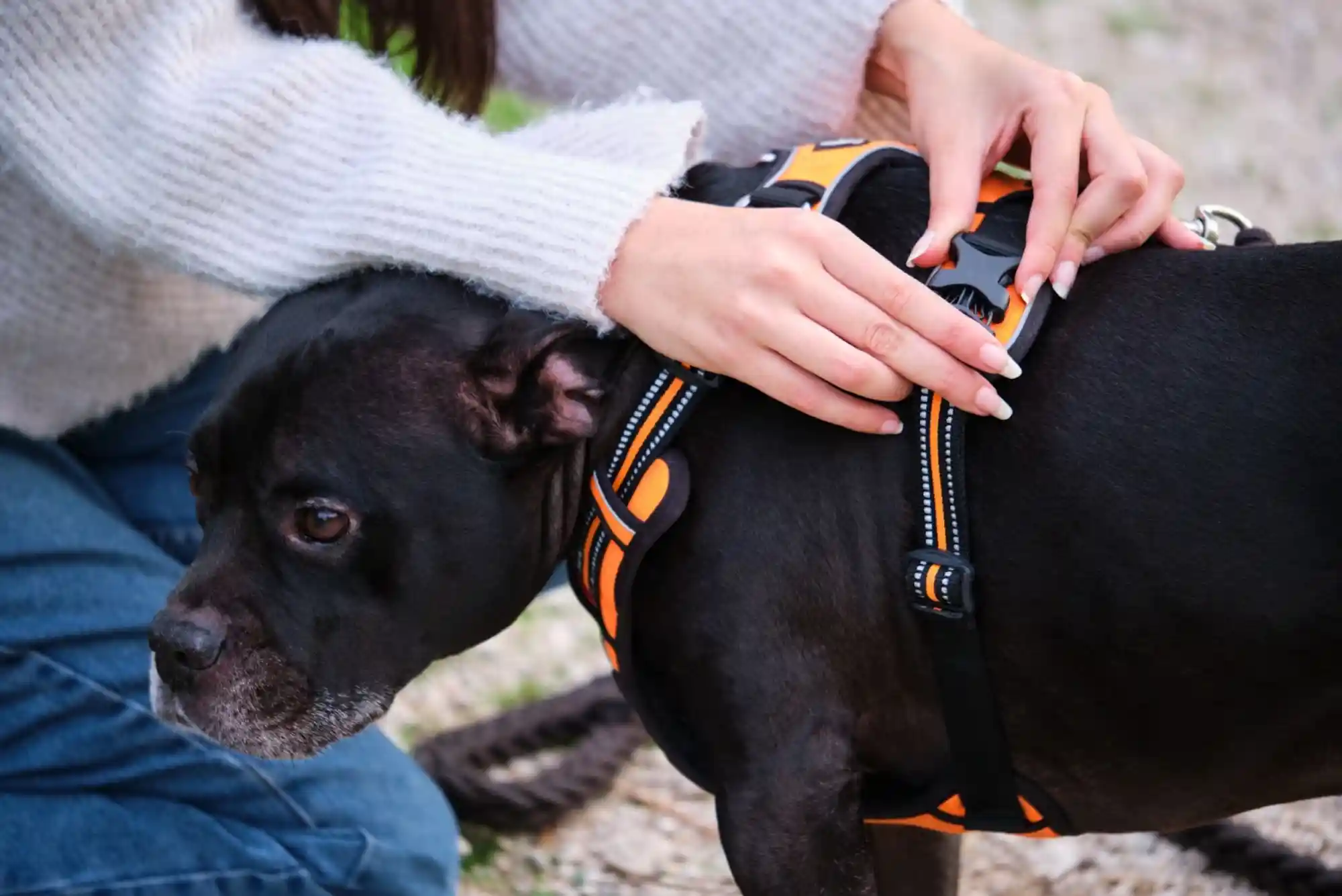 Best Heavy Duty No-Pull Harnesses for Pitbulls, Boxers, and Strong Pullers Best Heavy Duty No-Pull Harnesses for Pitbulls, Boxers, and Strong Pullers