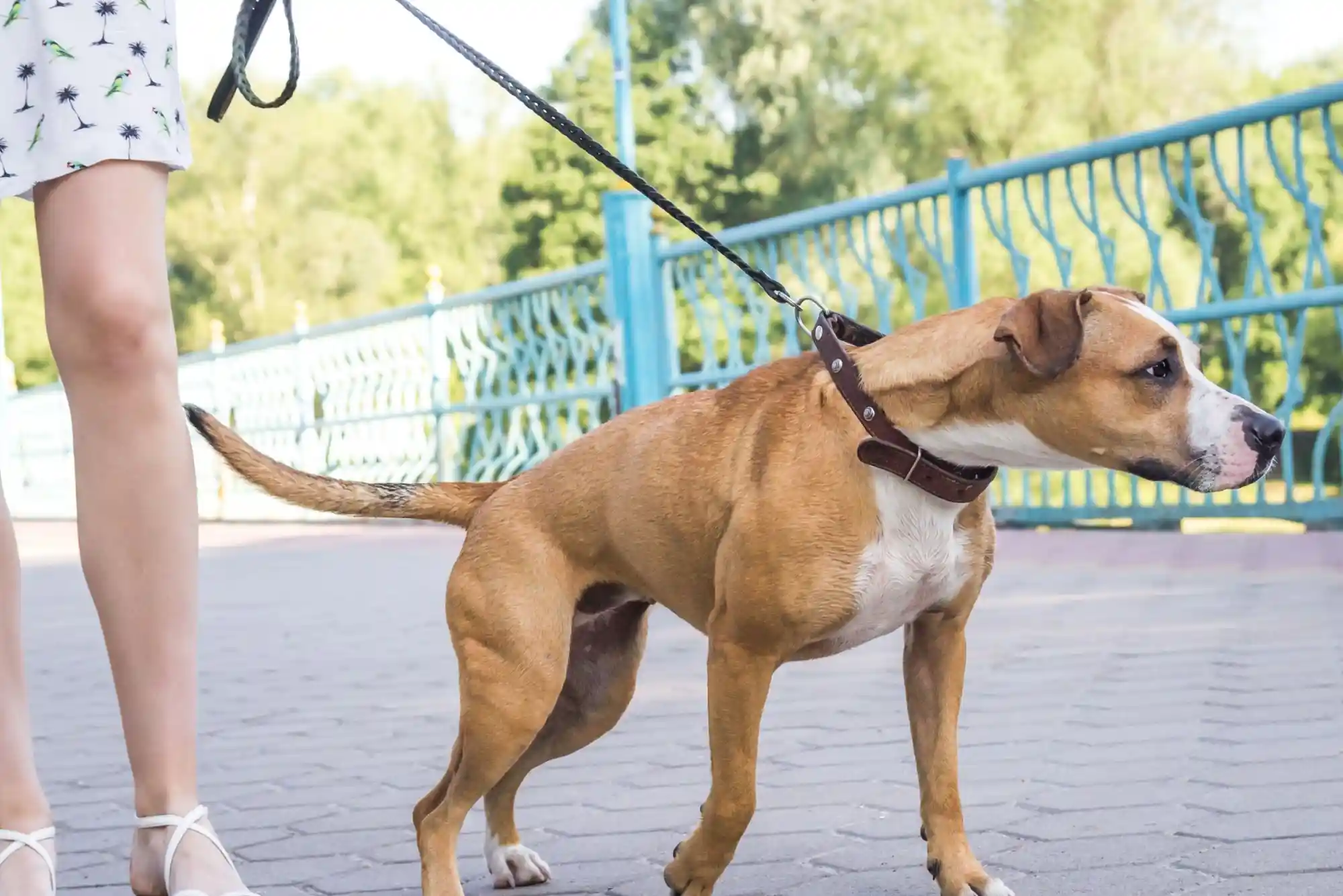 How to Train a Dog to Walk Beside a Stroller Without Pulling or Lunging