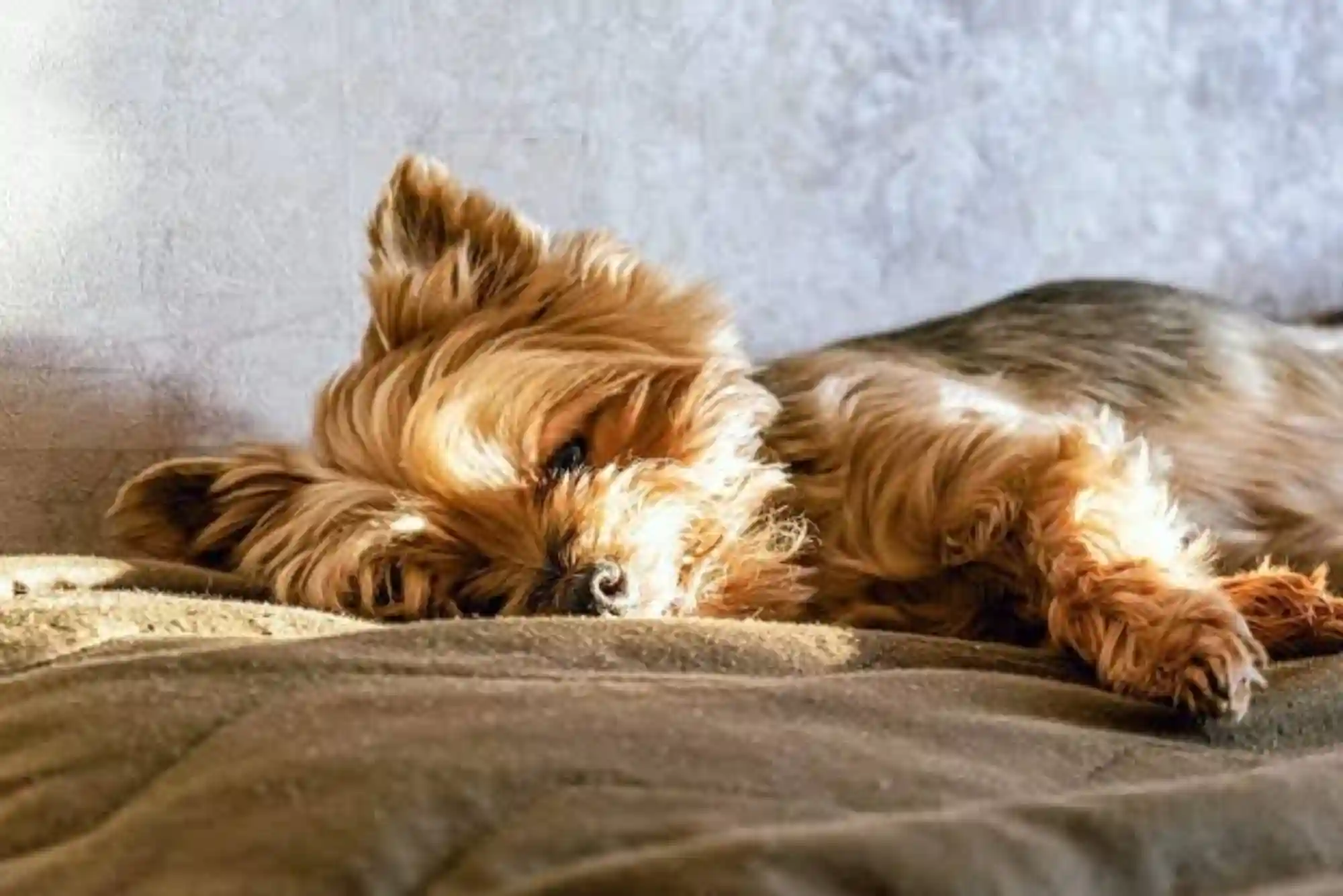 Canine Cognitive Dysfunction (CCD): Managing Dementia and Sleep Cycle Changes in Senior Dogs Canine Cognitive Dysfunction (CCD): Managing Dementia and Sleep Cycle Changes in Senior Dogs