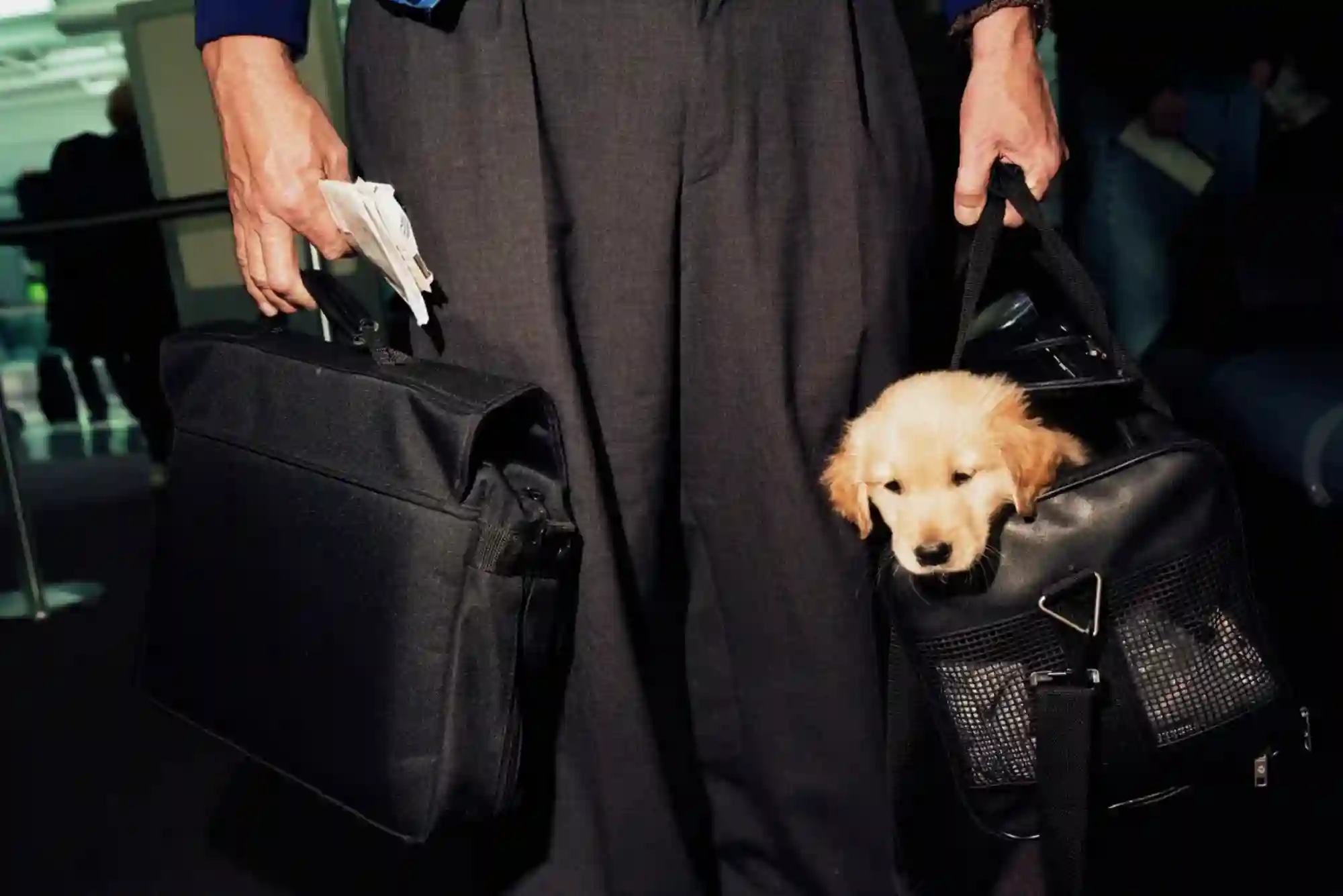 Flying With Dogs as Checked Baggage or Cargo: Temperature Embargoes and Crate Specs Flying With Dogs as Checked Baggage or Cargo: Temperature Embargoes and Crate Specs