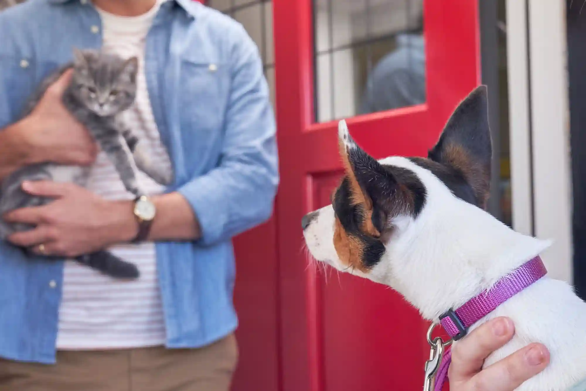 How to Introduce a New Cat to a Dog: Scent Swapping and Visual Barrier Protocols How to Introduce a New Cat to a Dog: Scent Swapping and Visual Barrier Protocols