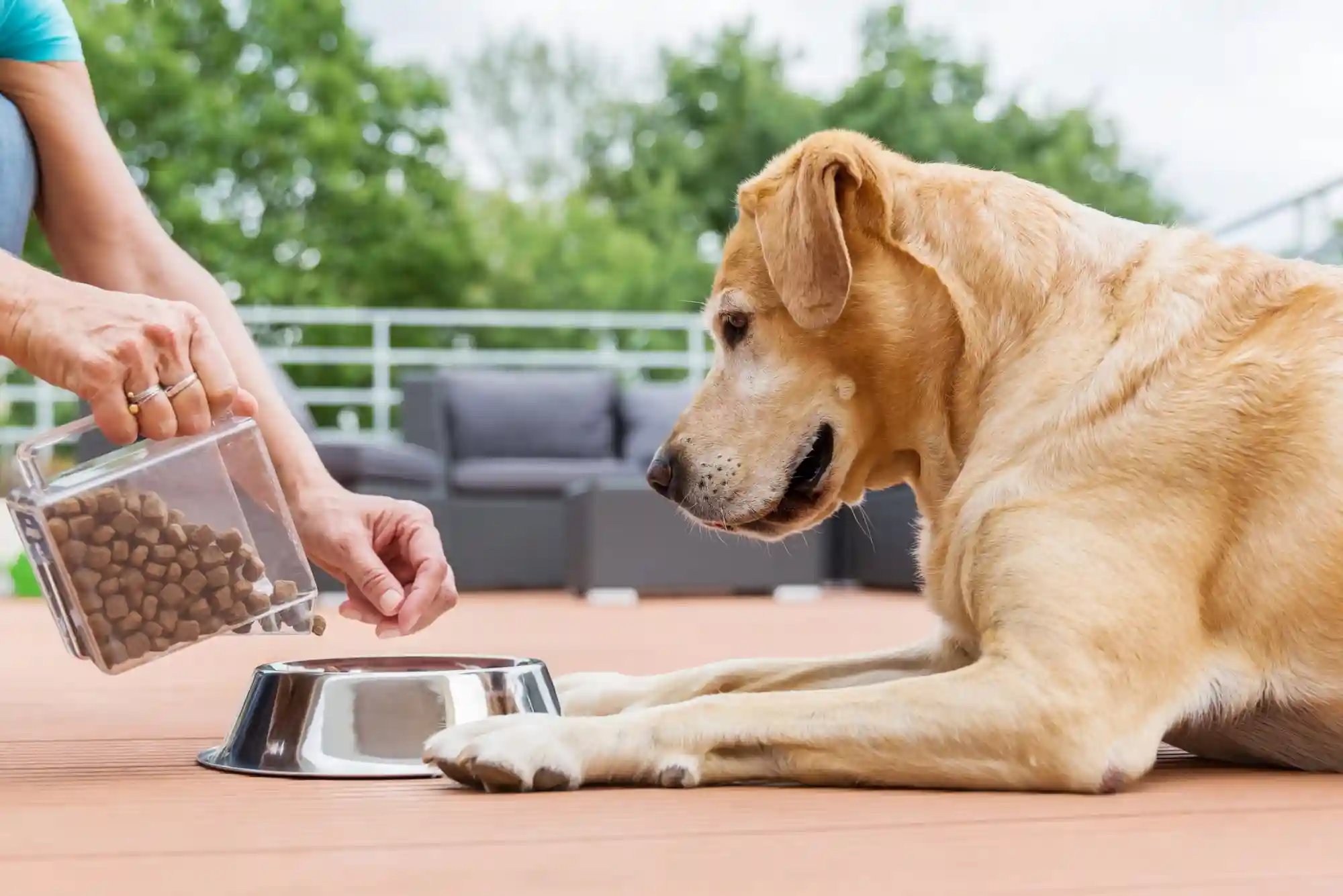 Resource Guarding in Dogs: How to Stop Food and Toy Aggression with Trade Drills Resource Guarding in Dogs: How to Stop Food and Toy Aggression with Trade Drills
